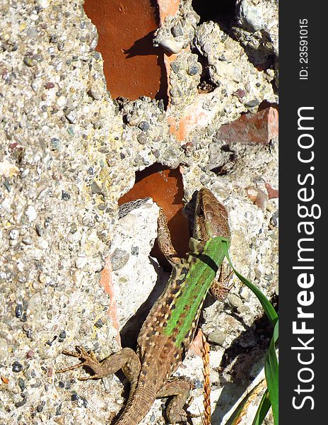 Green lizard on a wall