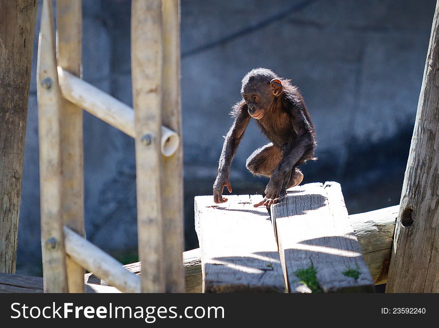 A baby chimpanzee plays on the jungle gym at the Fort Worth Zoo.
