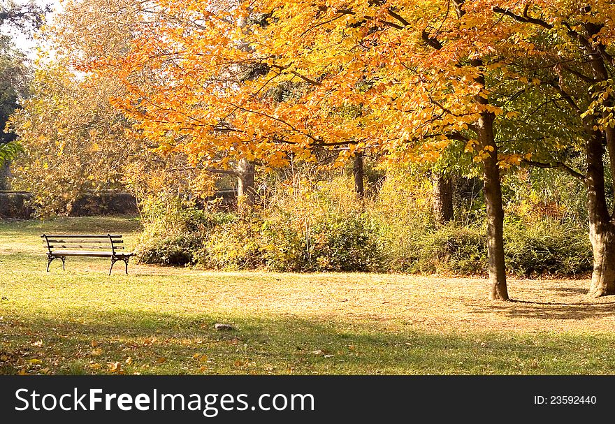 Autumn in the park beautiful nature