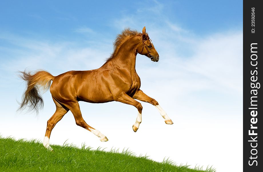 Chestnut horse gallops on a green hill in summer.