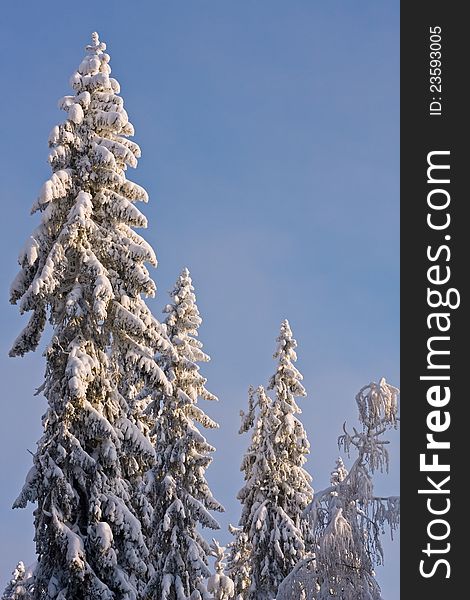 Spruce Tree Forest Covered by Snow in North Finland. Spruce Tree Forest Covered by Snow in North Finland