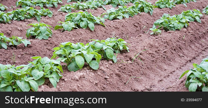 Potato Plants