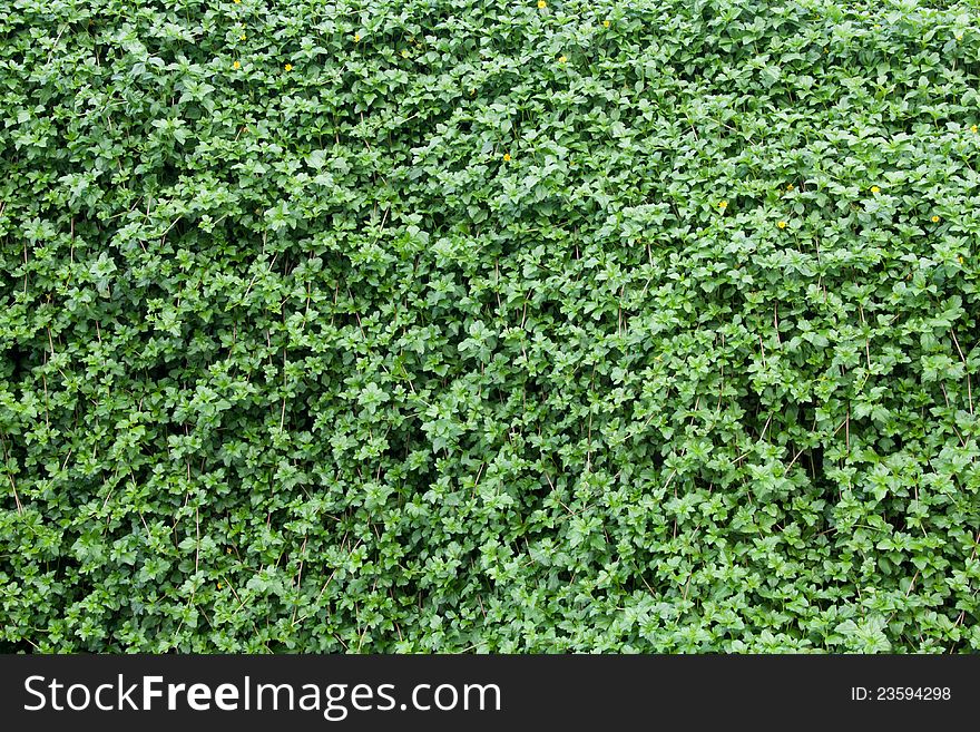 Many leafs of ivy cover on bridge