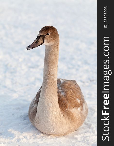 Young Swan on snow.