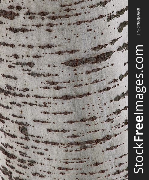 Poplar tree bark texture close up