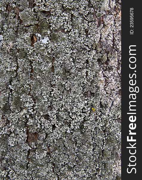 Natural tree bark texture close up