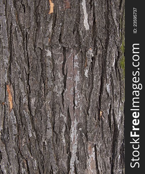 Natural tree bark texture close up