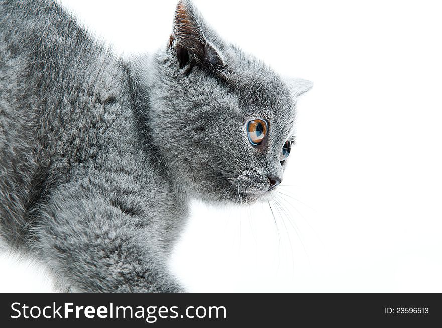 Grey thoroughbred cat on white background. Grey thoroughbred cat on white background