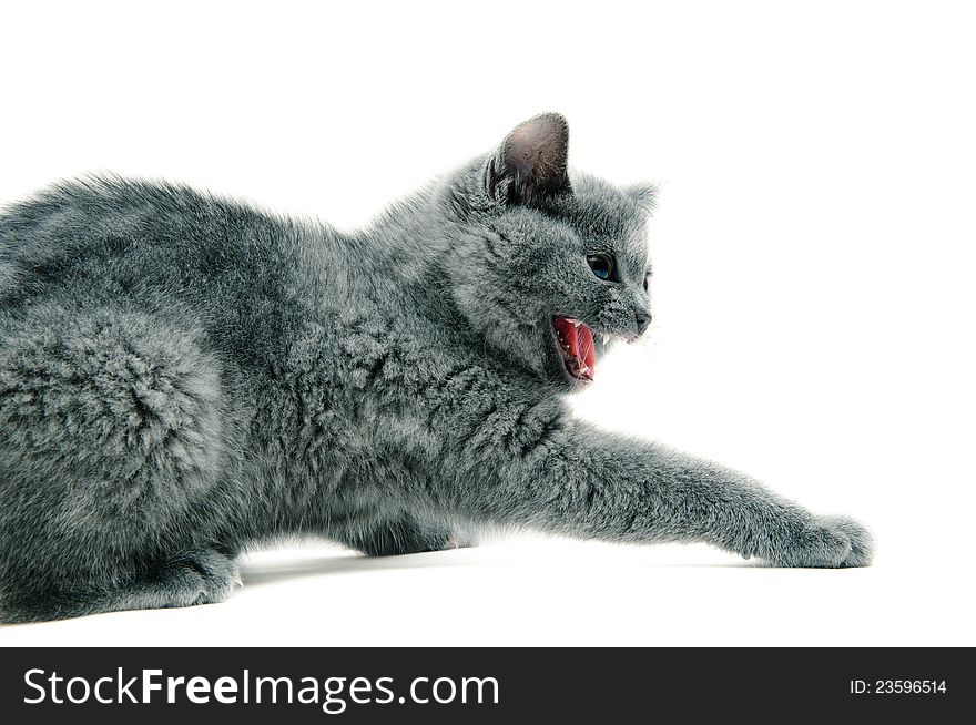 Grey thoroughbred cat on white background. Grey thoroughbred cat on white background