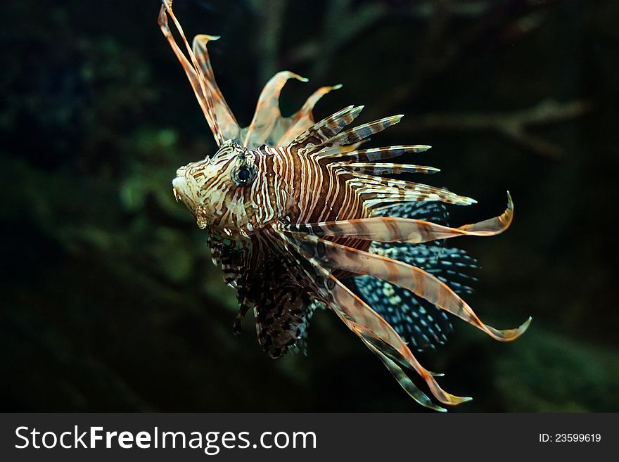 Marine venomous tropical fish with fins straightened. Marine venomous tropical fish with fins straightened