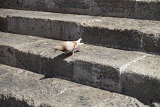 The Pigeon Lives In The Medieval City Of Rhodes, Greece Royalty Free Stock Photography The Pigeon Lives In The Medieval City Of Rhodes, Greece Royalty Free Stock Photography