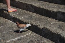 The Pigeon Lives In The Medieval City Of Rhodes, Greece Stock Photos The Pigeon Lives In The Medieval City Of Rhodes, Greece Stock Photos