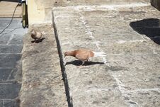 Pigeons Live In The Medieval City Of Rhodes, Greece Royalty Free Stock Images