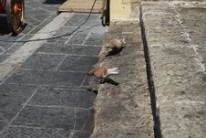 Pigeons Live In The Medieval City Of Rhodes, Greece Stock Images
