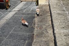 Pigeons Live In The Medieval City Of Rhodes, Greece Royalty Free Stock Images Pigeons Live In The Medieval City Of Rhodes, Greece Royalty Free Stock Images