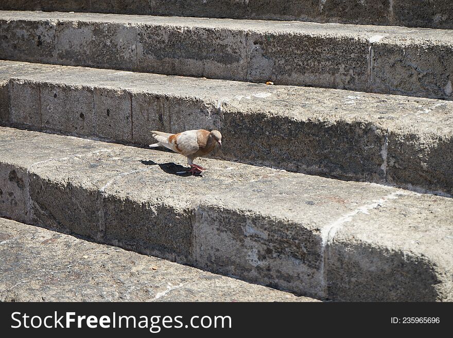 Animals on the island of Rhodes. The pigeon lives in the medieval city of Rhodes, Greece