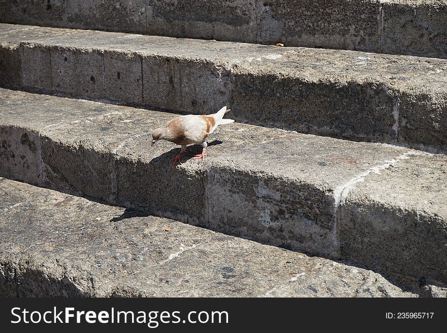 Animals on the island of Rhodes. The pigeon lives in the medieval city of Rhodes, Greece