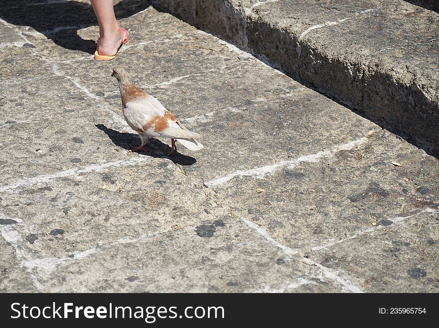 Animals on the island of Rhodes. The pigeon lives in the medieval city of Rhodes, Greece