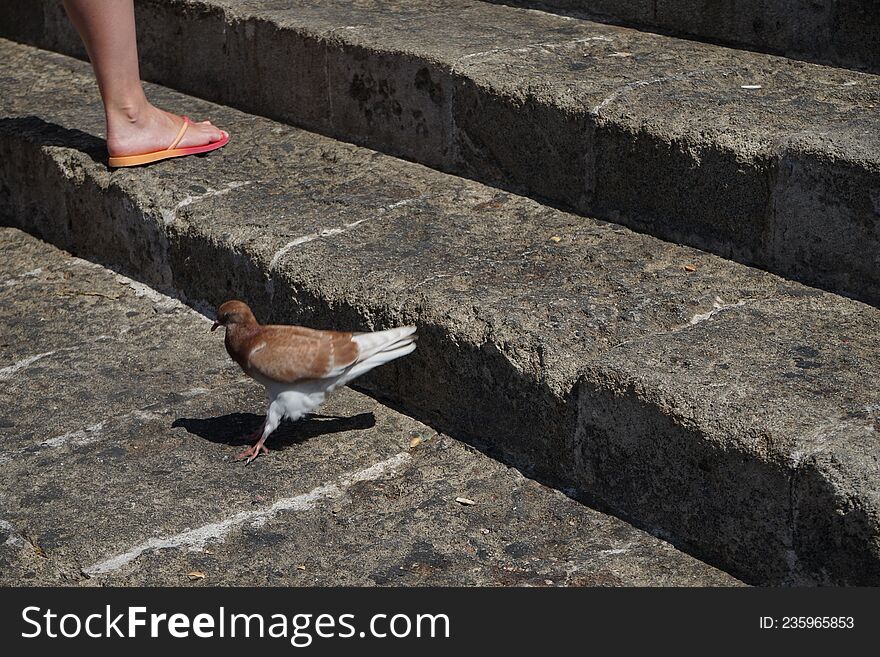 The pigeon lives in the medieval city of Rhodes, Greece