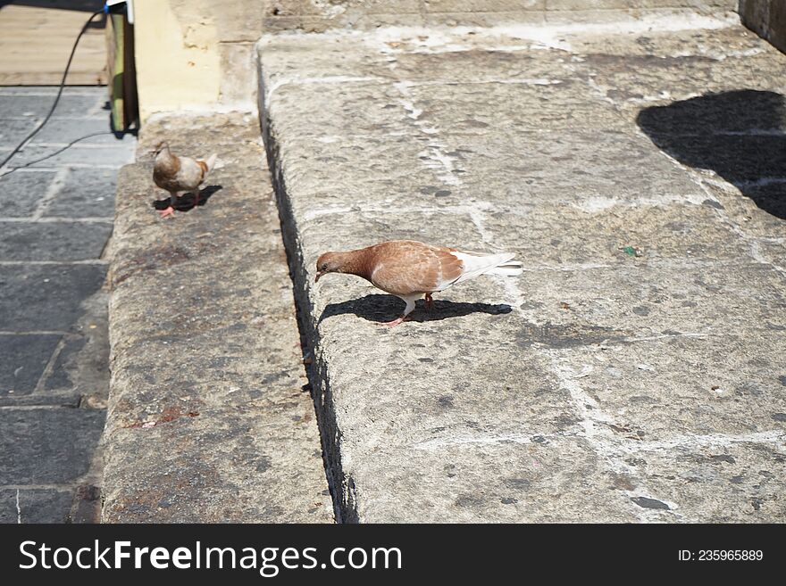 Animals on the island of Rhodes. Pigeons live in the medieval city of Rhodes, Greece