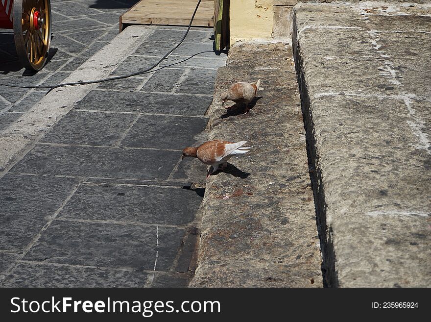 Pigeons Live In The Medieval City Of Rhodes, Greece