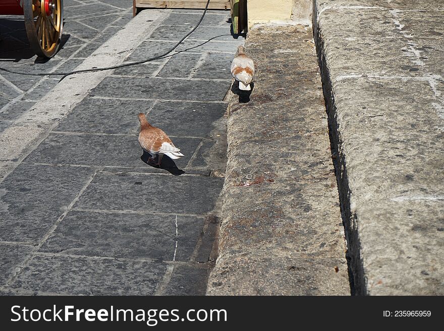 Pigeons live in the medieval city of Rhodes, Greece