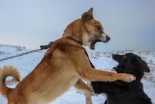Funny Moment Of Two Dogs Playing Royalty Free Stock Photography