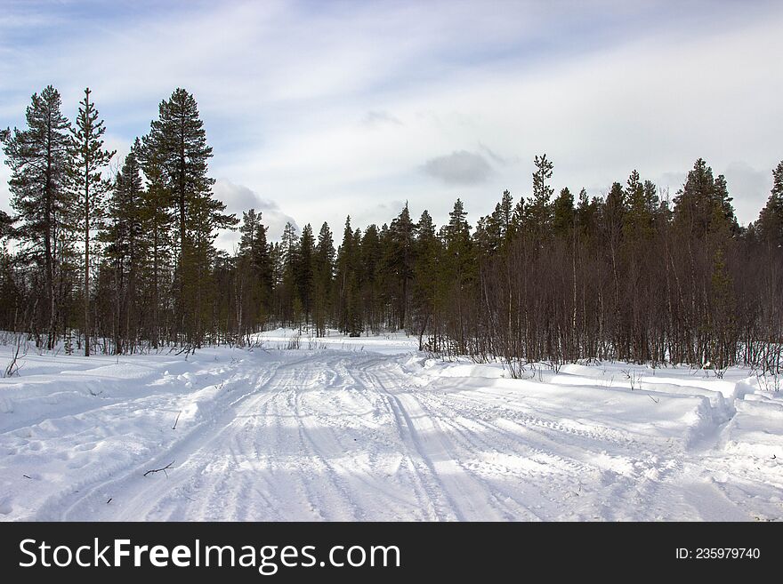 Forest of the Kola Peninsula. Forest of the Kola Peninsula.