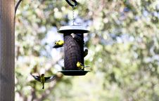 Gold Finches On Feeder Stock Photo