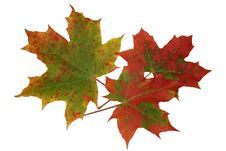 Multi-coloured Maple Leaves Royalty Free Stock Photos