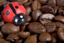 Coffeebeans With Ladybug Royalty Free Stock Images Coffeebeans With Ladybug Royalty Free Stock Images