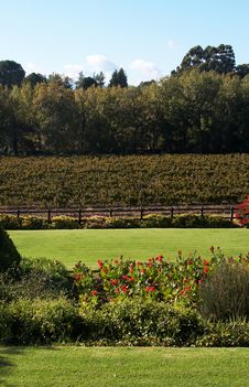 Vineyard On Plaisir De Merle Royalty Free Stock Photos Vineyard On Plaisir De Merle Royalty Free Stock Photos