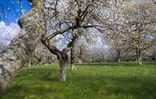 Sakura Garden Royalty Free Stock Photography Sakura Garden Royalty Free Stock Photography