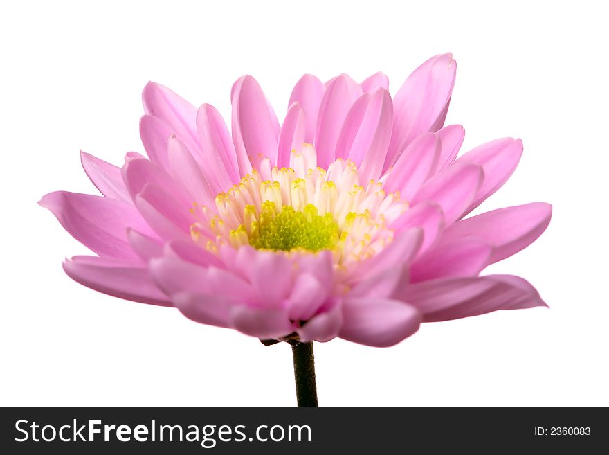 Closeup of pink daisy isolated on the white. Closeup of pink daisy isolated on the white