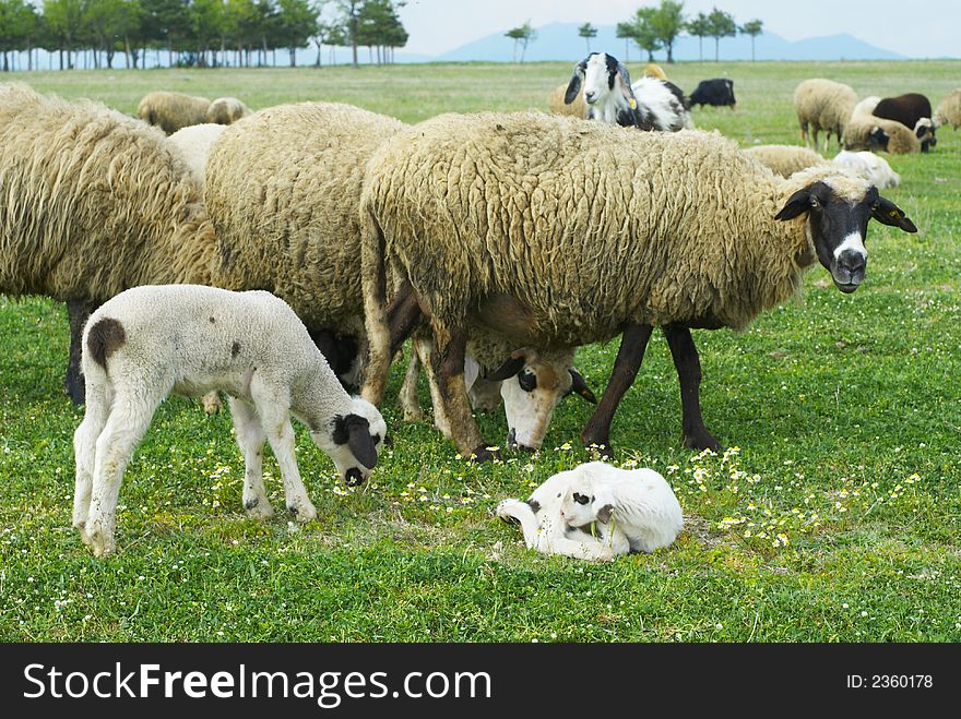 Lambs and sheeps in the green fields