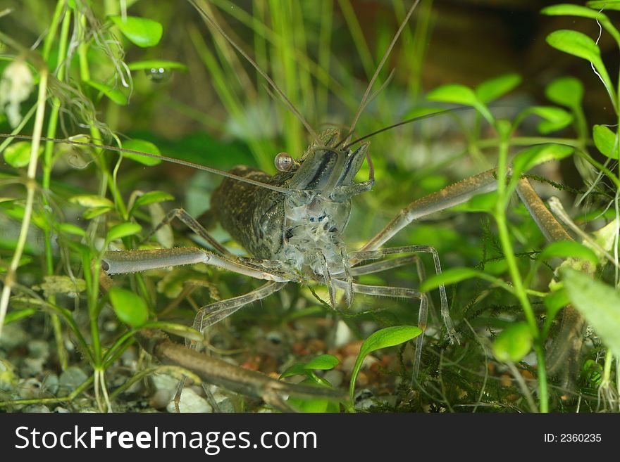 Freshwater shrimp head closeup shot in aquarium