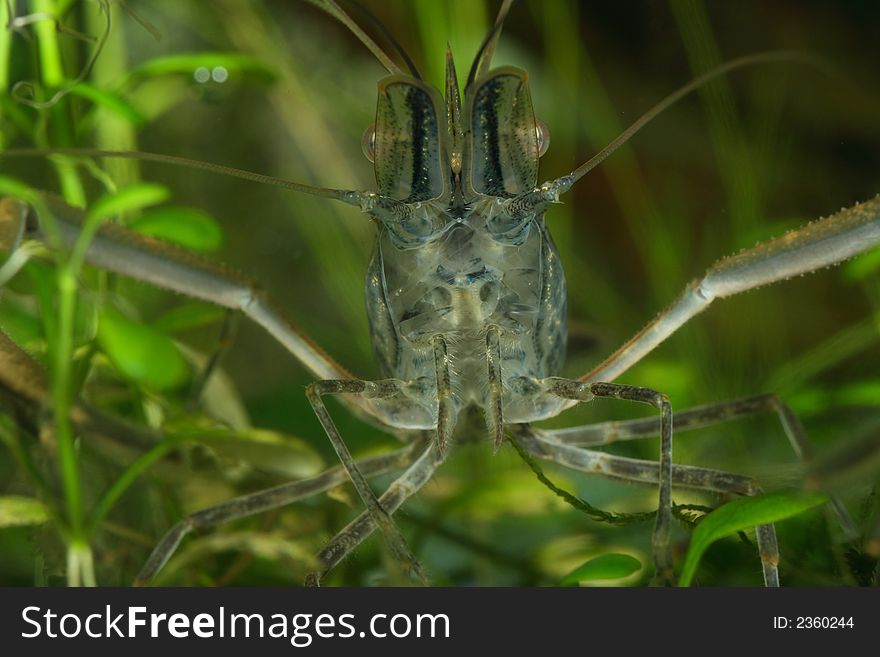 Freshwater shrimp head closeup shot in aquarium