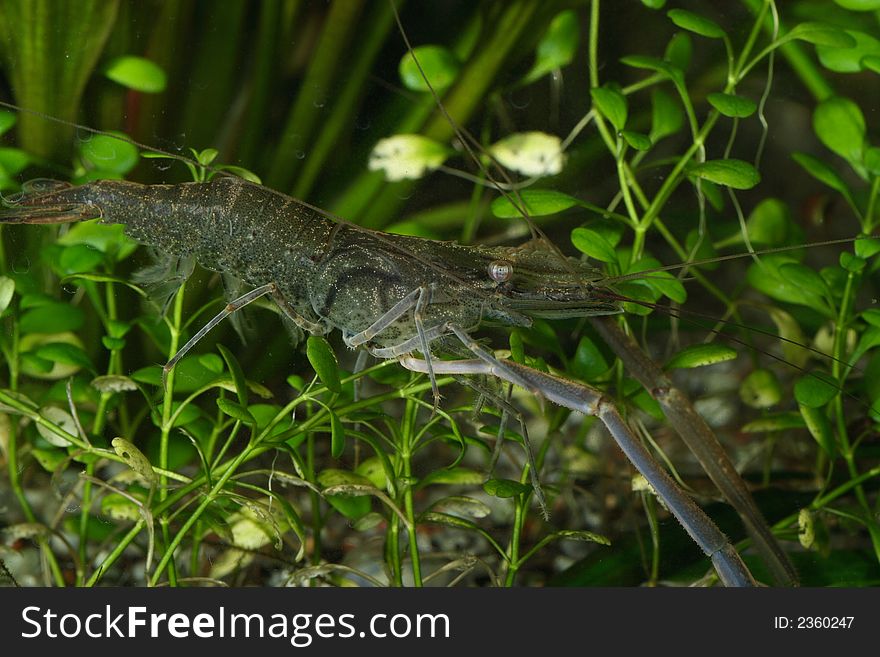 Freshwater shrimp closeup shot in aquarium, not filtered