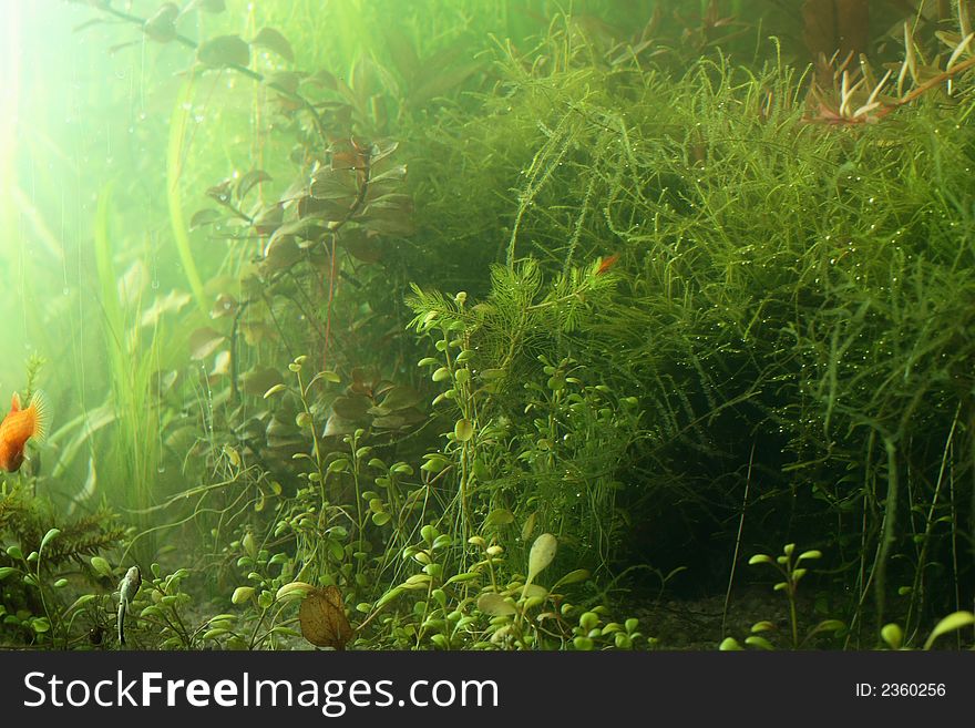 Aquarium fragment scene, natural colors not filtered. Aquarium fragment scene, natural colors not filtered