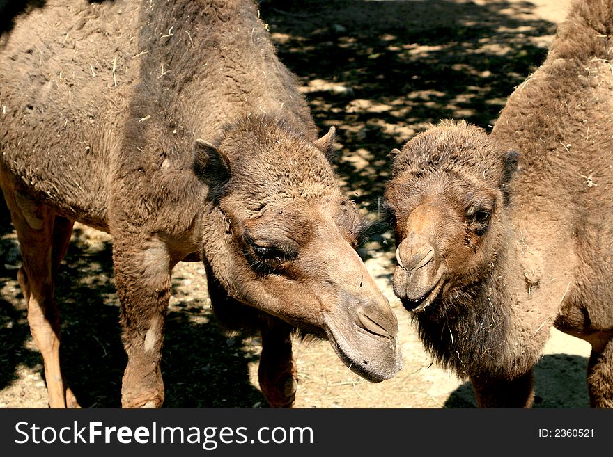 Mother and child dromedary are posing for the camera.