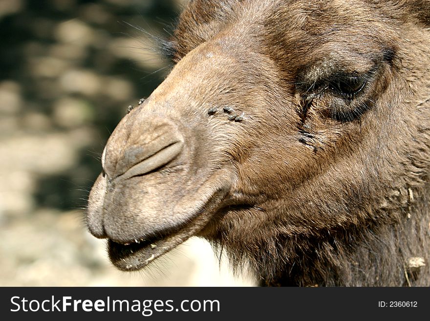 A dromedary is looking into the camera. A dromedary is looking into the camera.