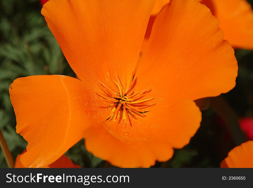 The orange flower in botany garden, close-up. The orange flower in botany garden, close-up