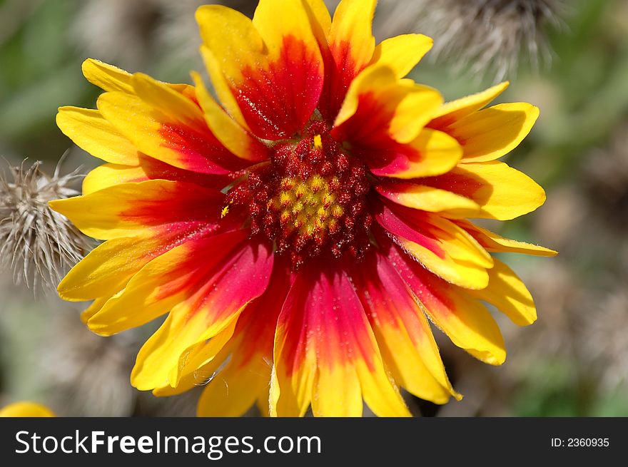 Close-up aster red, yellow inbotany garden , macro