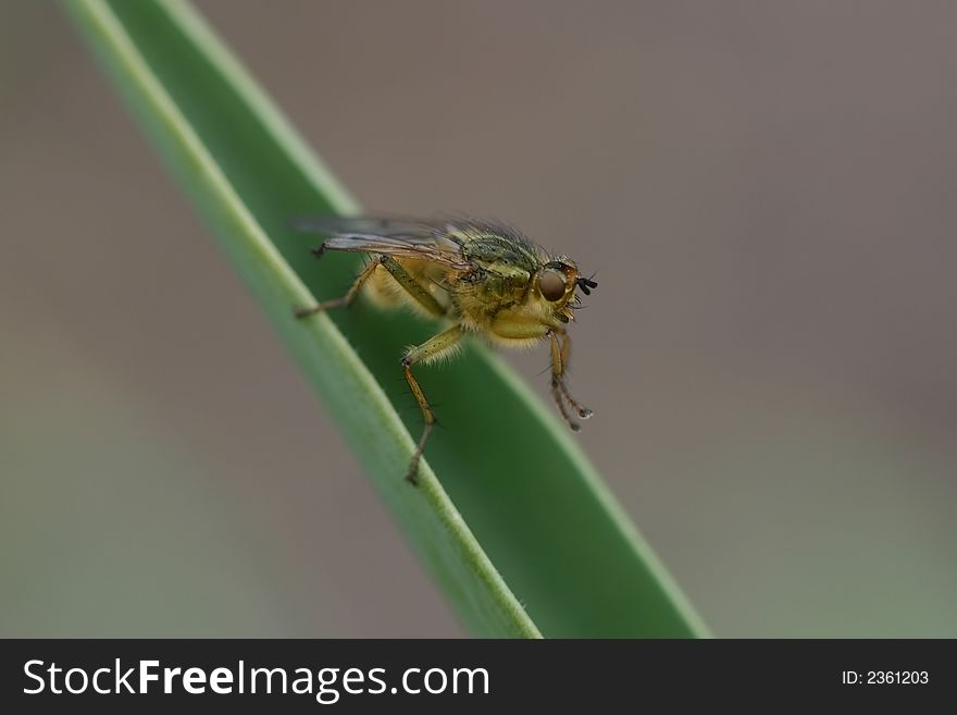 The Fly On A Plant