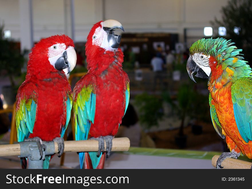 Three parrots to the colloquy