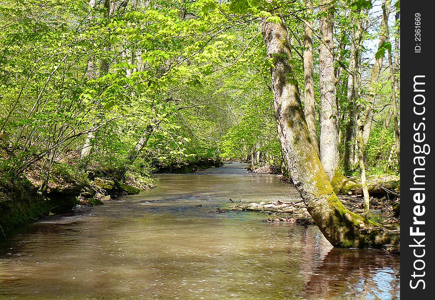 A river bordered by overhanging trees in the spring