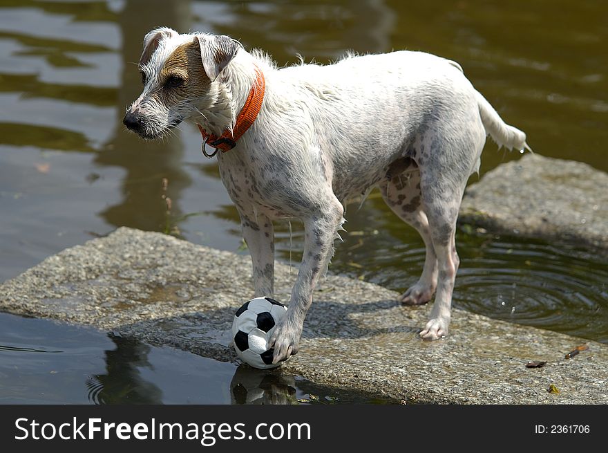 Dog playing with football near water. Dog playing with football near water