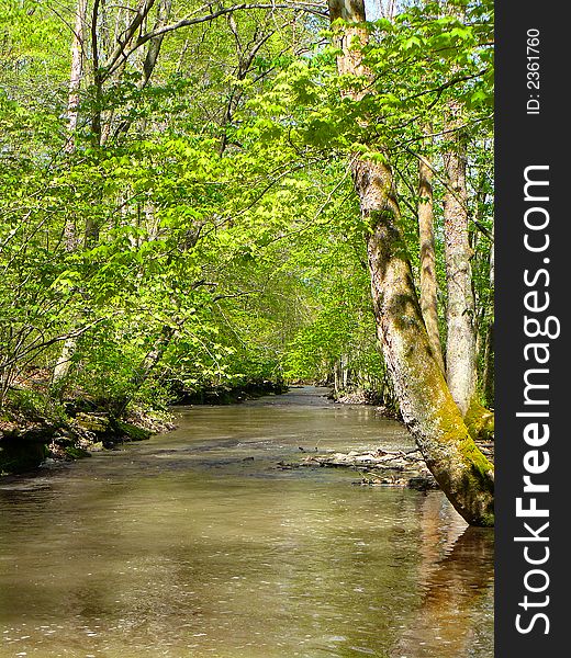 A river bordered by overhanging trees in the spring. A river bordered by overhanging trees in the spring