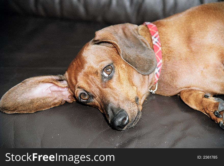 The dog of breed the dachshund lays on a leather sofa. The dog of breed the dachshund lays on a leather sofa