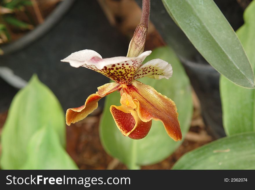 The orchid red, yellow, bordo in tropic botany garden